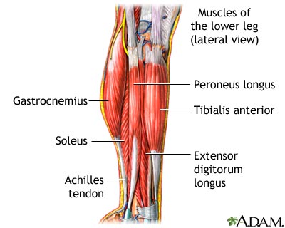 Image result for peroneus longus muscles